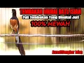 Download Lagu MASTERAN MURAI BATU GACOR FULL TEMBAKAN SANGAT AMPUH JADIKAN MURAI LAIN IKUT BONGKAR ISIAN