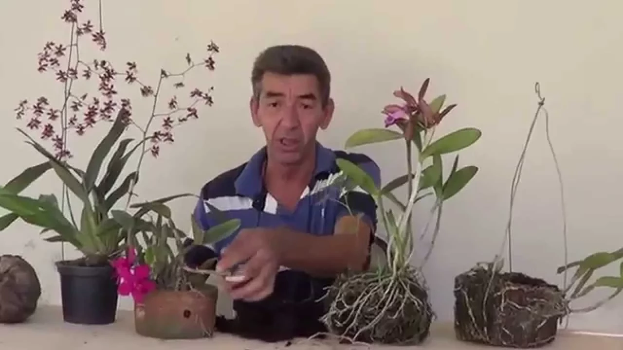 COMO SALVAR UMA ORQUIDEA DOENTE 1 PARTE