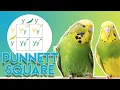 Punnett Square What is it When and How to use it
