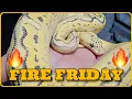 New Series Today We re Highlighting Freeway Ball Pythons