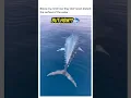 Download Lagu Tuna Swimming | Tuna fishing #shorts #tuna #ocean #fishing