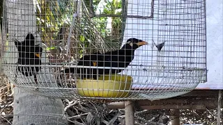 Sarika Keo Vong Shower 