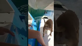 Dog life on a boat – Part 12 #dog #travel #sailing