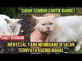 Download Lagu Menyesal Yang Buang Kucing Ini Sekarang Sudah Cantik. Dan sehat..‼️