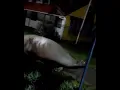 Download Lagu DUGONG ATAU GAJAH LAUT BERKELIARAN DI PESISIR CHILi