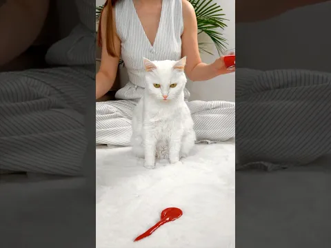 СОФА ИСПОРТИЛА КОВЕР 😩