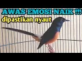 Download Lagu KETREKAN KERAS DAN SUARA MEMANNGGL MUSUH MURAI BATU AMPUH  JADIKA MURAI RAJIN BUNYI TANPA HENTI
