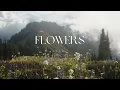Flowers-Samantha Ebert