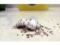 Indoor Ants - Tips Tricks For Finding The Nest