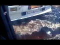 Download Lagu Berita Terkini Banjir di Jalan Lintas Timur Pangkalan Kerinci Pelalawan