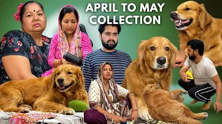 April to May Collection of PeaNut Golden Retriever 2026