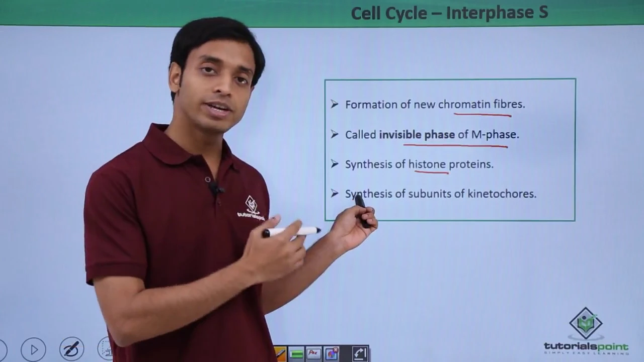 Class 11th - Cell Cycle – Interphase S | Cell Cycle and Cell Division | Tutorials Point