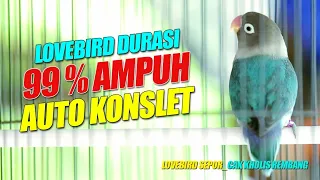 lovebird fighter durasi panjang cocok buat pancingan lovebird dan masteran