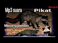 Suara musang pandan pikat original 1000% ampuh