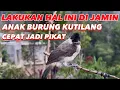 Download Lagu ▶️ Tutorial latih anak burung KUTILANG cepat jadi pikat #kutilangmania