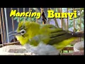 Download Lagu Pleci ngecir Mancing Pleci agar Bunyi dan Gacor