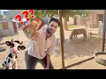 Download Lagu Ye Janwer Zoo K Lye Kaisa Rhy Ga ?? Ek Len Ya Do Len Sb Jaldi Btao😍