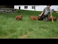 F1B Miniature Goldendoodle Puppies For Sale