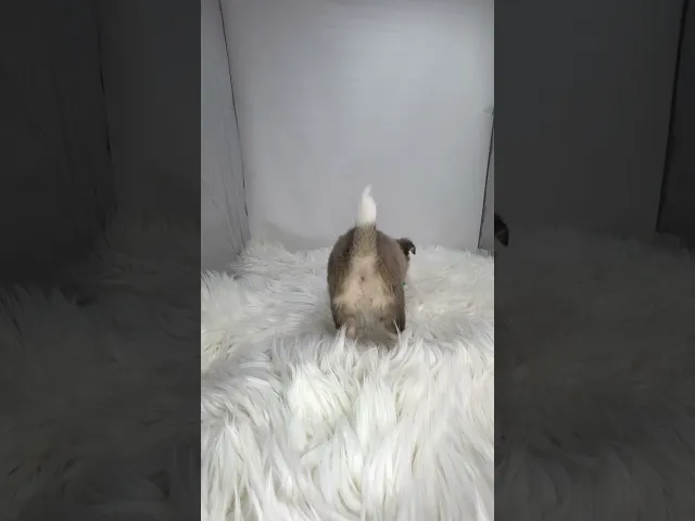 動画