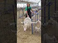 Never WASTE a GOOD MAMA!!🥹 #sheep #foster #lambing