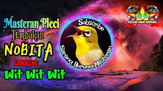 masteran pleci tembakan nobita sambung wit wit wit kualitas hd