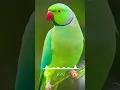 Download Lagu #ringtone #smartphone #birds #music #ringtones