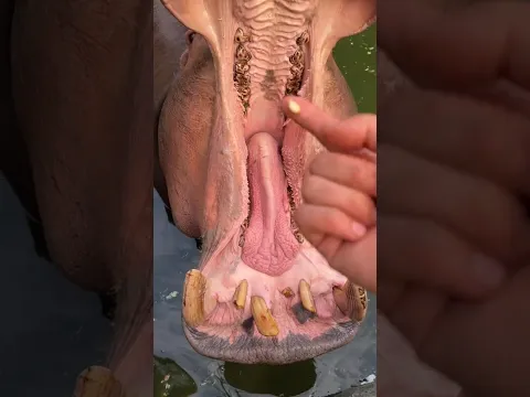 this hippo was very 😢😭#shorts #youtubeshorts #ytshorts #funny #animals #hippo
