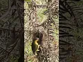 Download Lagu sarang burung sogon ontong, induknya lagi kasih makan anaknya#shorts