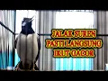 Download Lagu JALAK SUREN GACOR JADI PANCINGAN LANGSUNG BIKIN JALAK BERKICAU  #jalaksurengacor