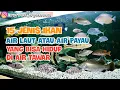 15 Ikan Air Laut atau Air Payau Yang Bisa Hidup di Air Tawar - Terbaru 2022
