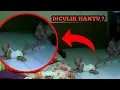 Lagu HANTU VIRAL !! DETIK-DETIK BAYI DI TARIK HANTU SERAM - SATPAM HOROR