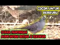 Download Lagu Suara pikat tekukur ayam hutan betina || Cocok Buat Nyanggong || bird caller sound