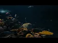 Sleep Aquarium • no music • Underwater Soundscape ASMR
