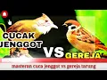 Masteran cucak jenggot VS Gereja tarung