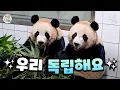 Download Lagu [ENG]루이후이의 마지막 판월 퇴근 모습 담긴 오늘의 판다와쏭!｜#판다와쏭 #223