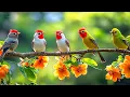 Download Lagu Office Bliss: Birdsong 🕊️🕊️🕊️ \u0026 Piano for Work Stress Relief