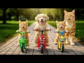 Download Lagu Mama Cat Trims Fur on the Farm and Makes Tiger Hat For Kittens At Home🐾🎩🐯