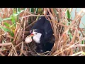 Lagu Mother Bird Eats All Eggshells After Chick Hatched (9) – Many Waterhen Eggs Are Hatching Today E206