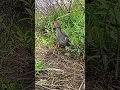 Download Lagu mikat burung sintar ladang galak#shorts