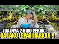 Download Lagu URING2AN ! KIOS MANTO MAKIN PARAH !!! HARGA JUALNYA 2 RIBU PERAK GA LAKU LEPAS LIARKAN