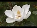 How to Start Magnolia Cuttings