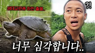 [유튜버들 주작 의혹] 심각한 외래종 출현사건들, 버리고 잡는다? 현장출동!!