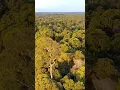 Download Lagu Views Drone Sjrc Melihat Alam Hutan Kalimantan Dari Udara #shorts #kalimantan #sjrc