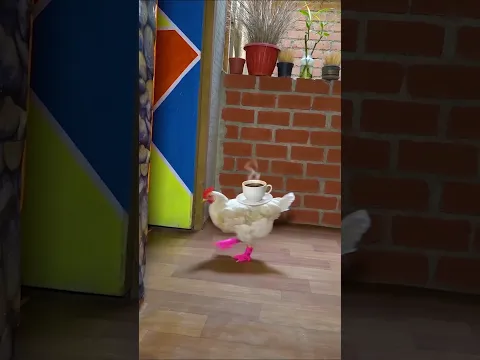 Yo Cuando me mandan a Preparar Café #gallos #gallinas #mascotas #LinoElGalloConBotas