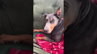 .. #fyp #dream #doberman #pets #youtube