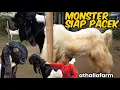 Download Lagu Kambing pe jantan, jemoko, induk \u0026bakal jantan betina harga murah masih nego \u0026 freeongkir