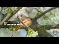 Soothing Sounds of European Robins: 786 Nature Ambience