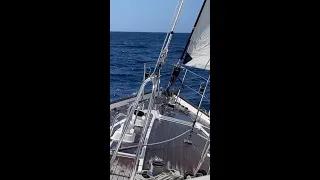 Cats versus Monos – What’s Your Opinion?