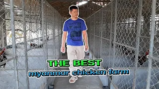 โรงเรือนเลี้ยงไก่พม่า มาตรฐาน ระบบจัดการฟาร์มดีที่สุด