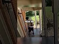 Download Lagu Porch Pirate Gets Instant Karma When Package Explo*es!